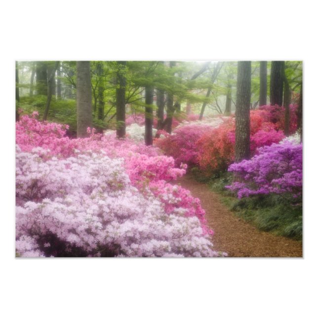 Foto EE. UU.; Georgia; Pine Mountain. Azaleas en (Frente)
