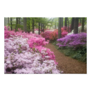 Foto EE. UU.; Georgia; Pine Mountain. Azaleas en 2