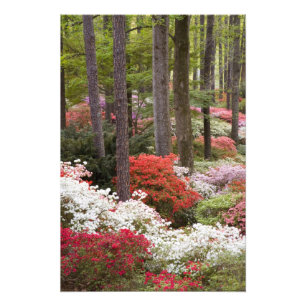 Foto EE. UU., Georgia, Pine Mountain. Un bosque de