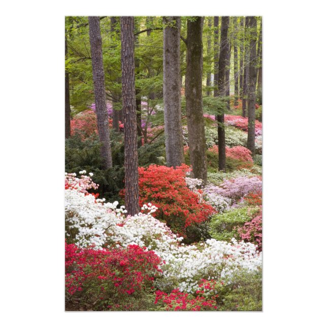 Foto EE. UU., Georgia, Pine Mountain. Un bosque de (Frente)