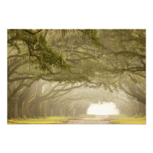 Foto EE. UU., Georgia, Savannah, Un camino bordeado de