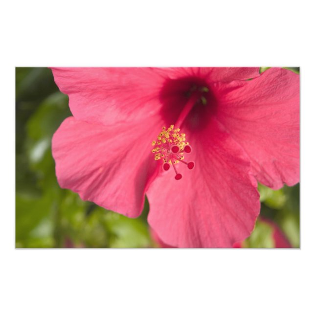 Foto EE. UU., Hawái, Kauai, Hibisco (Frente)