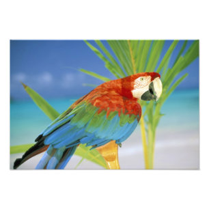 Foto EE. UU., Hawái. Loro
