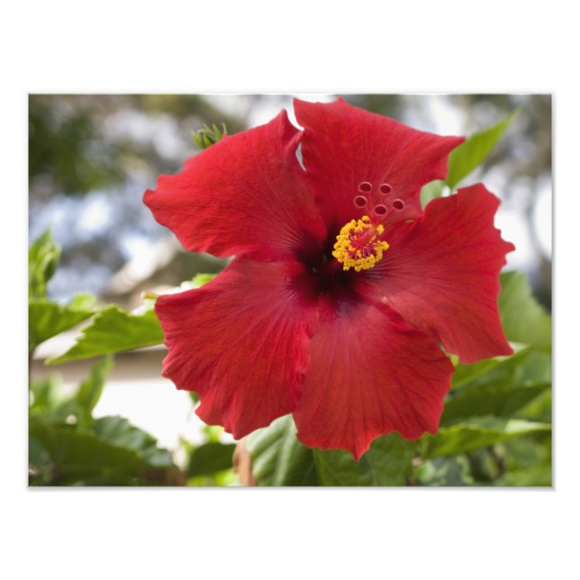 Foto EE. UU., Hawái, Oahu. El Hibisco es el (Frente)