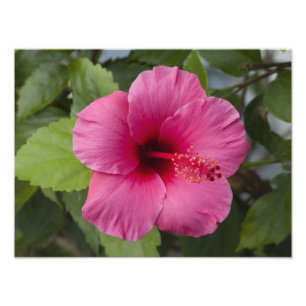 Foto EE. UU., Hawái, Oahu. El Hibisco es el 2