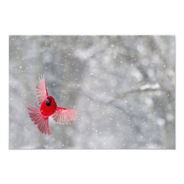 Foto EE. UU., Indiana, Indianápolis. Un cardenal macho (Frente)