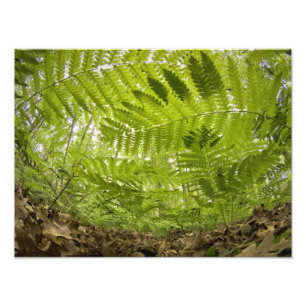 Foto EE.UU., Innesota, North Shore Lake Superior,