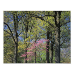 Foto EE. UU., Kentucky, Louisville. Redbud Oriental