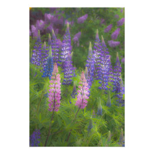 Foto EE. UU., Maine, Southwest Harbor. Lupino florecien