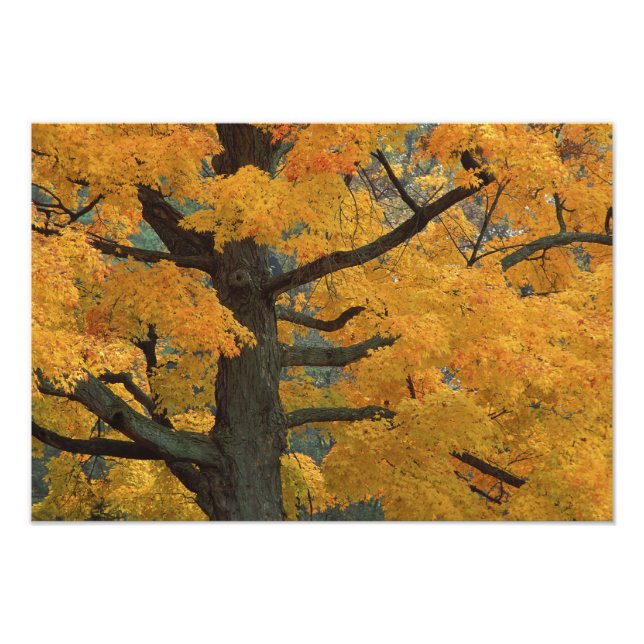 Foto EE. UU., Michigan, Primer plano del árbol de arce  (Frente)