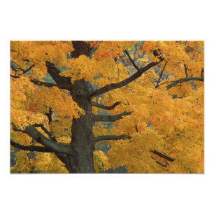 Foto EE. UU., Michigan, Primer plano del árbol de arce
