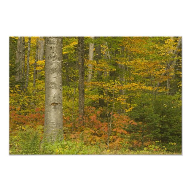 Foto EE.UU., New Hampshire, Livermore, Montaña Blanca (Frente)