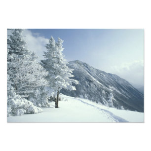 Foto EE. UU., NH, Árboles cubiertos de nieve Senderos R