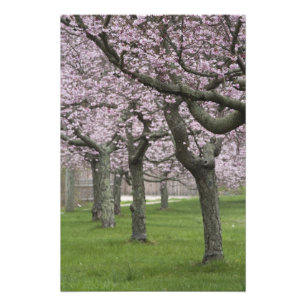 Foto EE. UU., Nueva York, East Hampton. Cerezos en