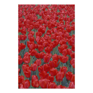 Foto EE. UU., Ohio, Cincinnati. Lecho de tulipanes rojo