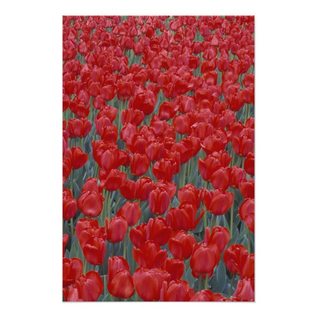 Foto EE. UU., Ohio, Cincinnati. Lecho de tulipanes rojo (Frente)