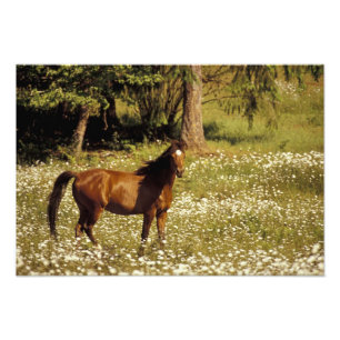 Foto EE. UU., Oregón. Caballo en campo de margaritas