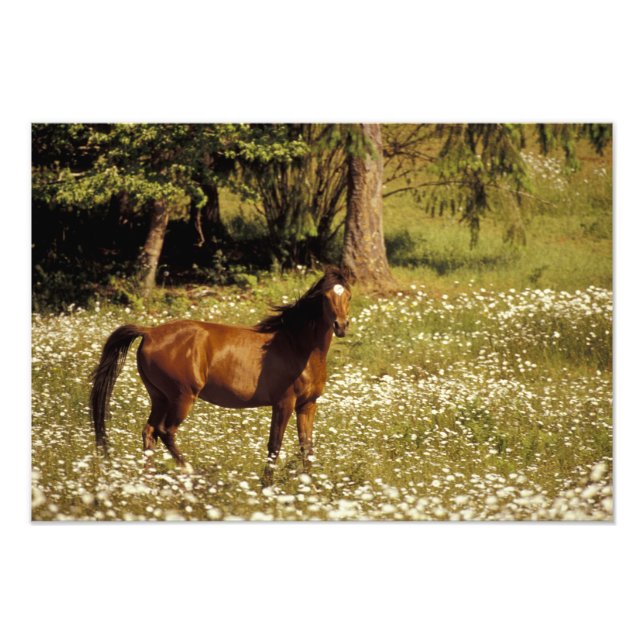 Foto EE. UU., Oregón. Caballo en campo de margaritas (Frente)