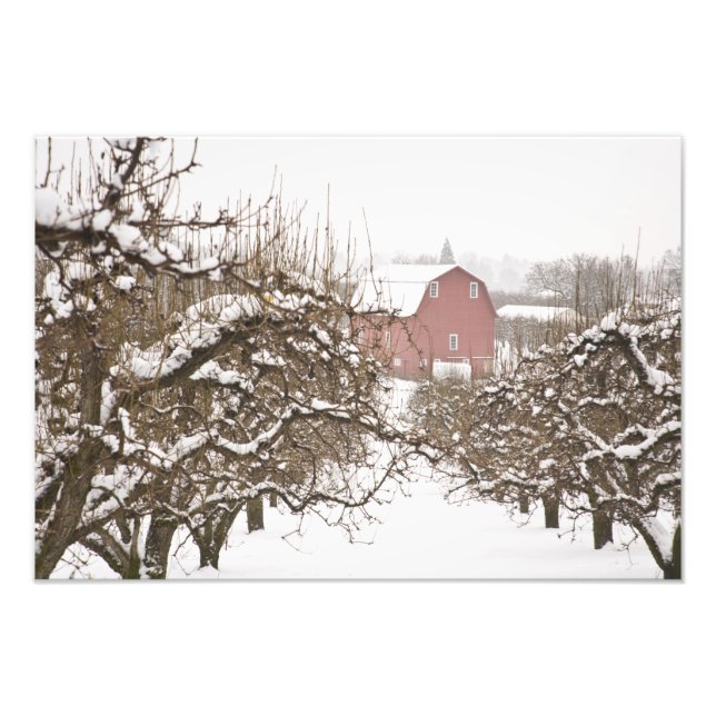 Foto EE. UU., Oregón, Hood River. Manzana cubierta de n (Frente)