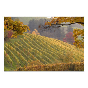 Foto EE. UU., Oregón, Newberg. Viñedo en otoño.