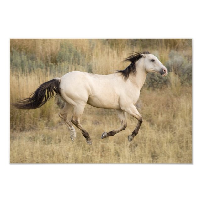 Foto EE. UU., Oregón, Seneca, Ponderosa Ranch. Caballo (Frente)