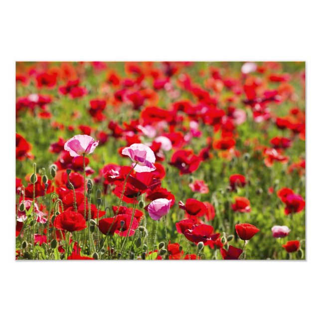 Foto EE. UU., Oregón, Valle de Willamette, Shirley 2 (Frente)