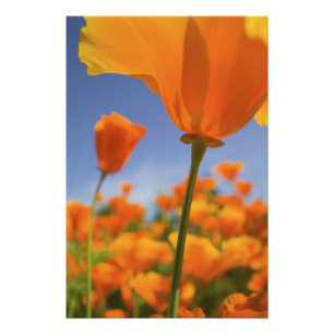 Foto EE.UU., Oregón, Willamette Valley, cerca de