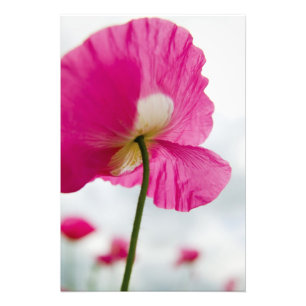 Foto EE.UU., Oregón, Willamette Valley, Shirley