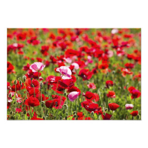 Foto EE.UU., Oregón, Willamette Valley, Shirley 2