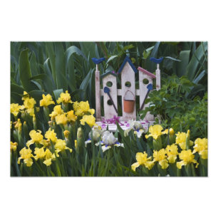 Foto EE.UU., Pennsylvania. Los iris de jardín crecen al