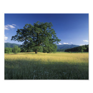 Foto EE. UU., Tennessee. Grandes Montañas Humeantes 2