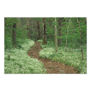 Foto EE. UU., Tennessee, Great Smoky Mountains NP, 3