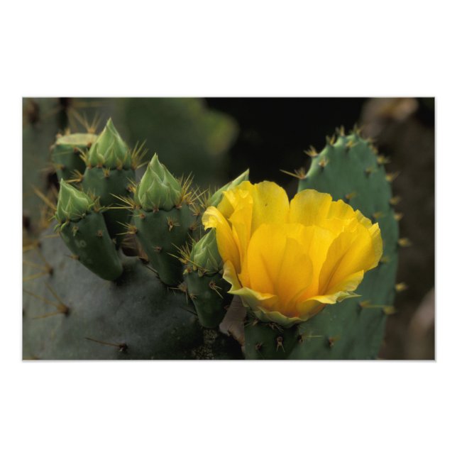 Foto EE. UU., Texas, Cactus de pera espinosa en flor. (Frente)