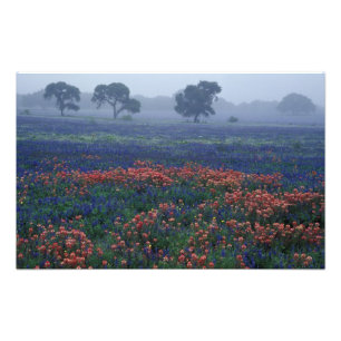 Foto EE. UU., Texas, cerca de Lytle Niebla, robles, blu