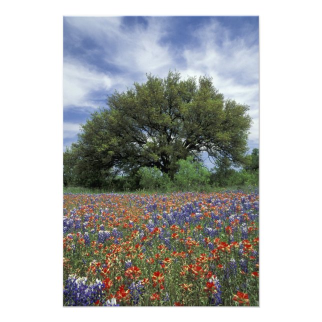 Foto EE. UU., Texas, Marble Falls Paintbrush y (Frente)
