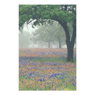Foto EE. UU., Texas. Pincel de Texas y bluebonnets