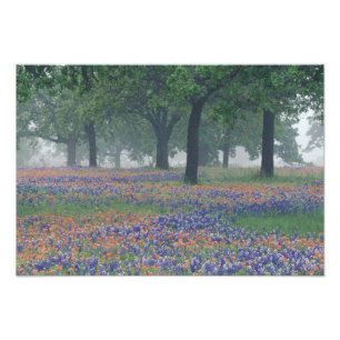 Foto EE. UU., Texas, Texas Hill Country Campo expansivo