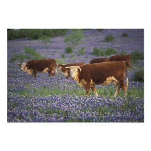 Foto EE. UU., Texas, Texas Hill Country, Hereford