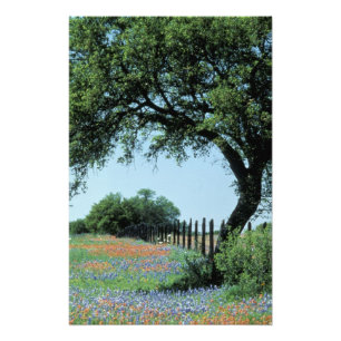 Foto EE. UU., Texas, Texas Hill Country Paintbrush y
