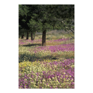 Foto EE. UU., Texas, Verbena de arena y Primula de ojos