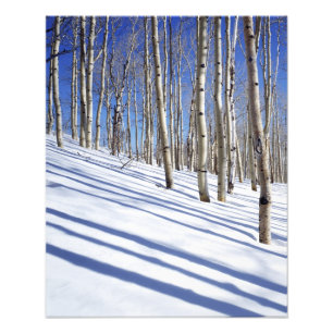 Foto EE.UU., Utah, Bosque Nacional Dixie, Aspen Grove