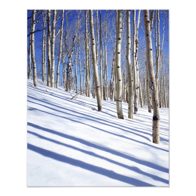 Foto EE. UU., Utah, Bosque Nacional Dixie, Aspen Grove (Frente)