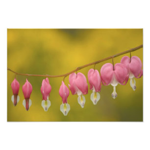 Foto EE.UU., Virginia, Arlington, clausura rosa