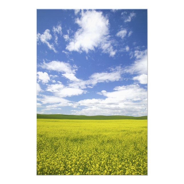 Foto EE. UU., Washington, País Palouse, Floración (Frente)