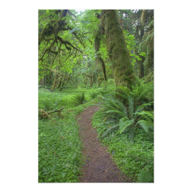 Foto EE. UU., Washington, Parque Nacional Olímpico, (Frente)