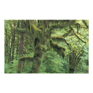 Foto EE. UU., Washington, Parque Nacional Olímpico.