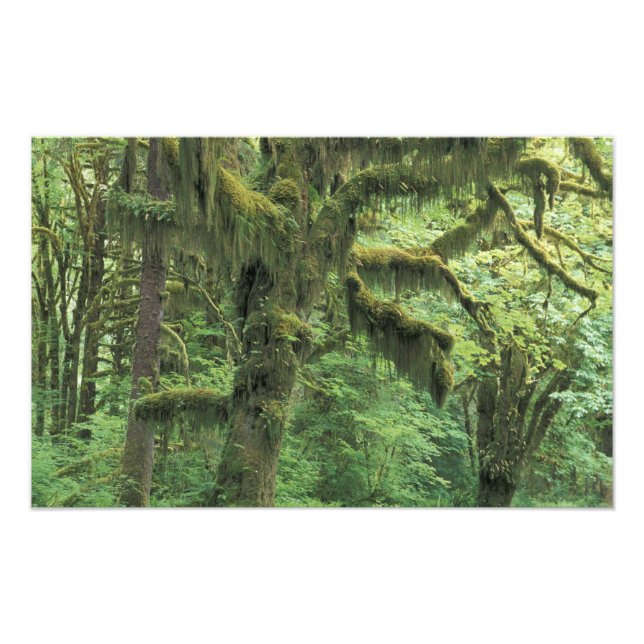 Foto EE. UU., Washington, Parque Nacional Olímpico. (Frente)