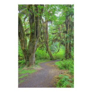 Foto EE. UU., Washington, Parque Nacional Olímpico, Hoh