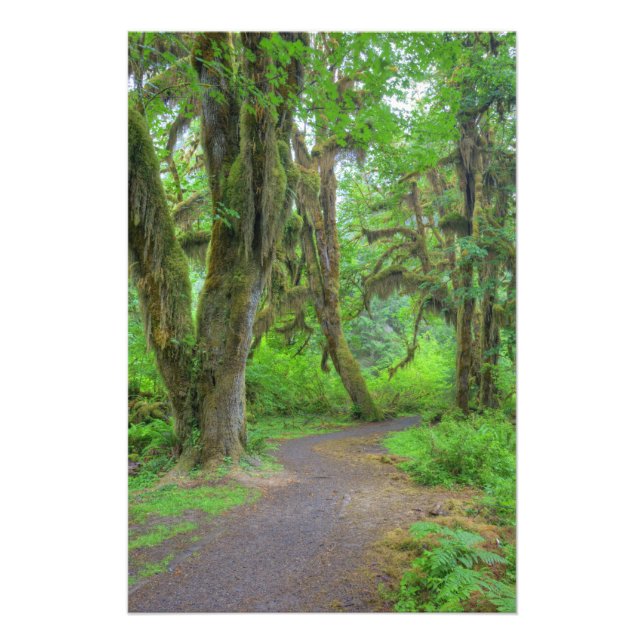 Foto EE. UU., Washington, Parque Nacional Olímpico, Hoh (Frente)
