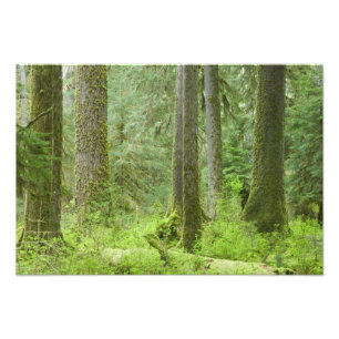 Foto EE. UU., Washington, Parque Nacional Olímpico, Pri